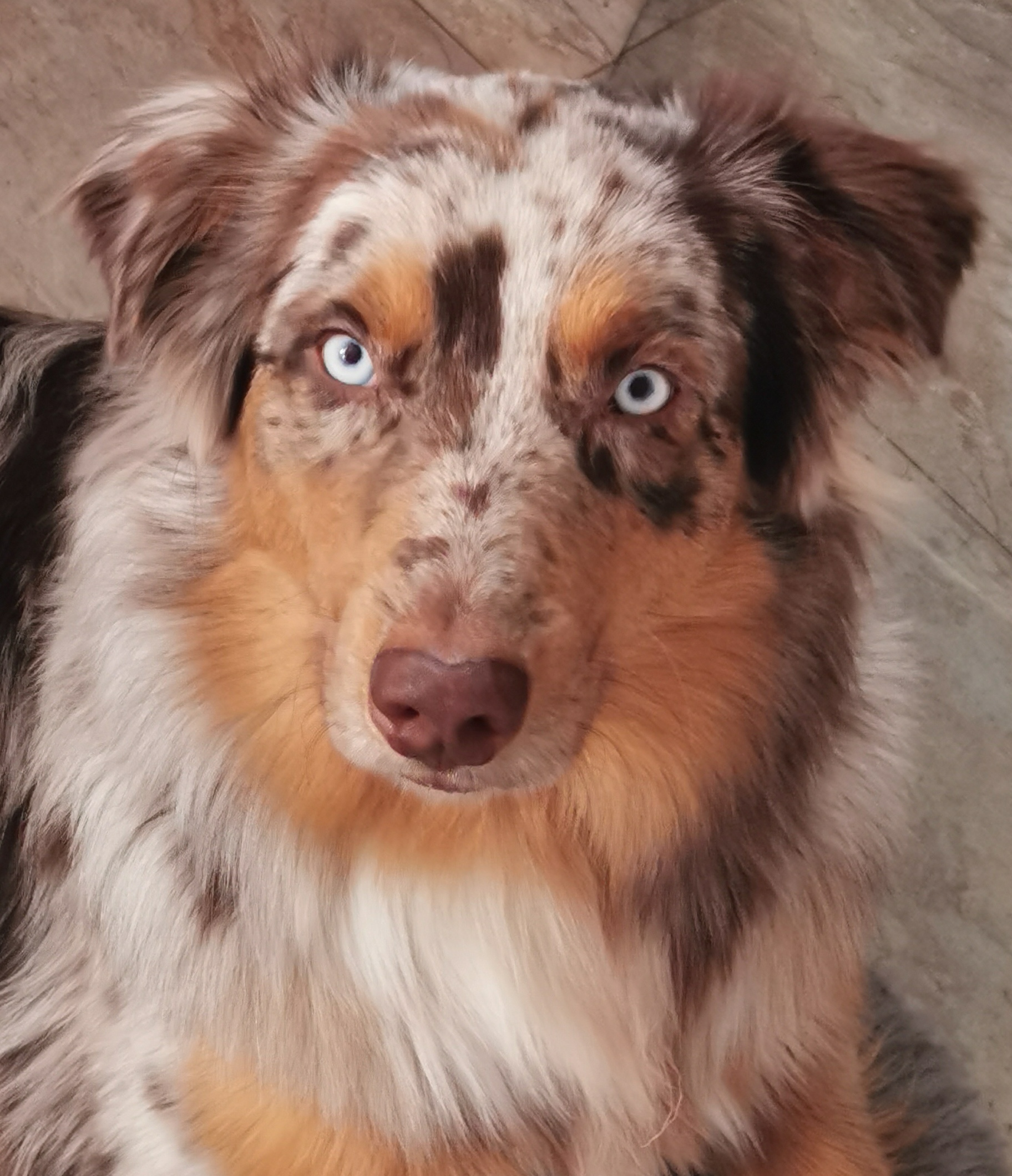 Unser Kita-Hund "Monty"