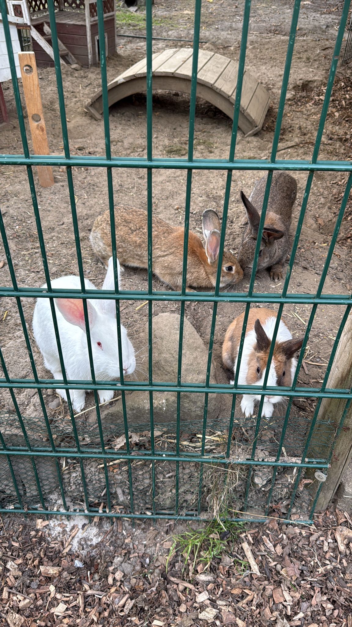 Hier die Kaninchen und Hasen. Ein beliebter Ort für die Kinder zum Streicheln und Kuscheln.