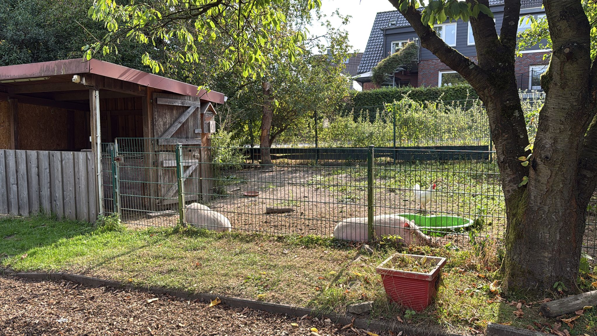 Die Schweine Horst und Hilary fühlen sich hier sauwohl.